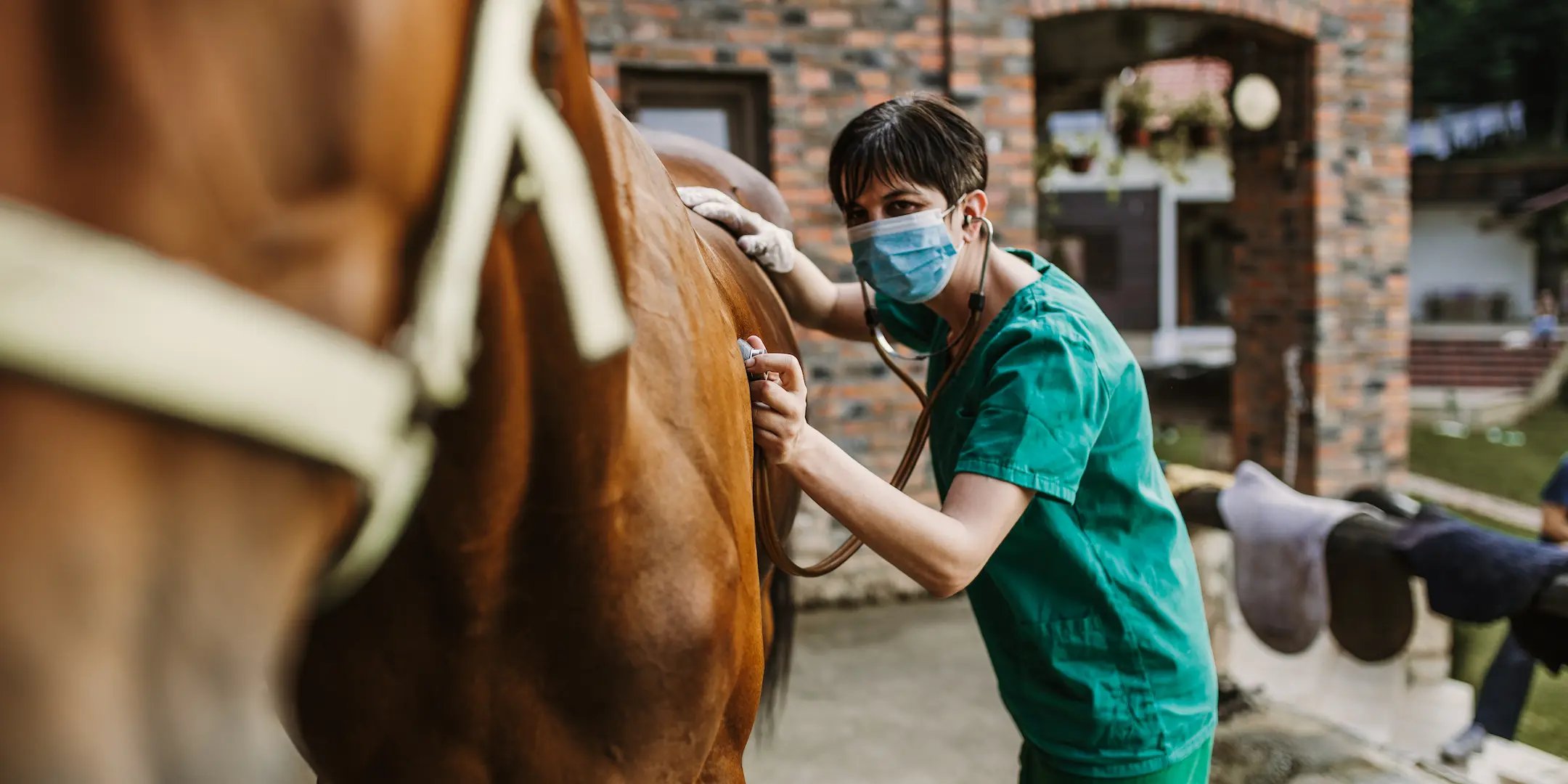 Médica veterinaria revisando un caballo