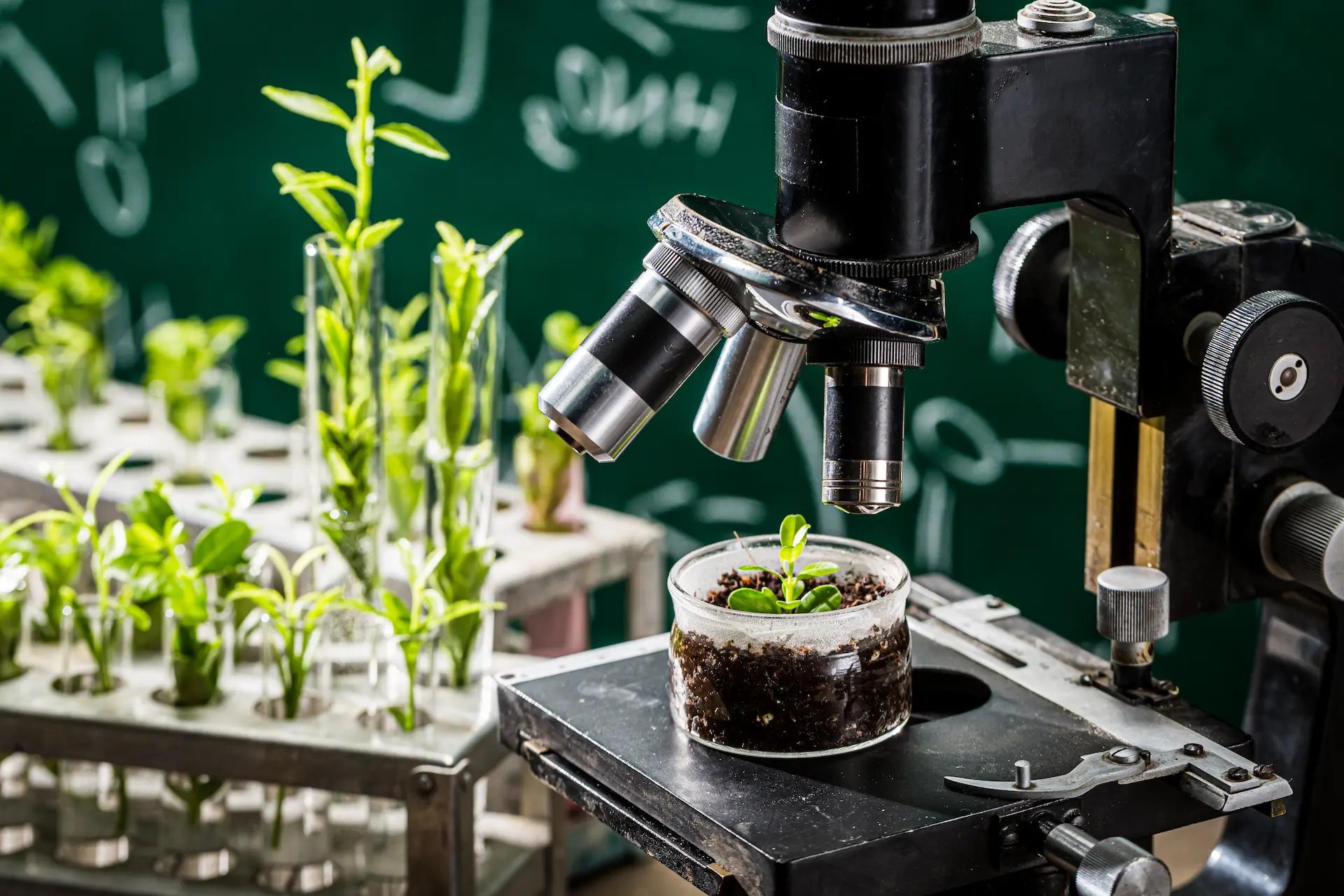 Microscopio apuntando a una planta