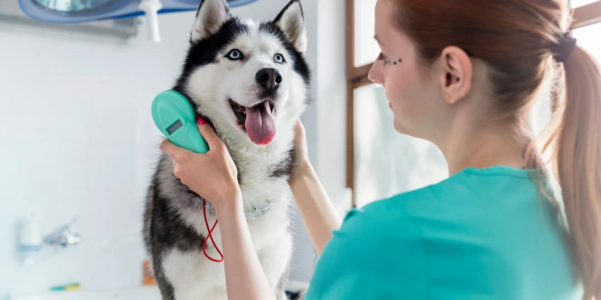 Médica veterinaria revisando a un perro